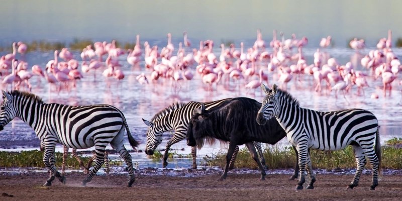 7 Days Amboseli, Lake Naivasha & Masai Mara safari