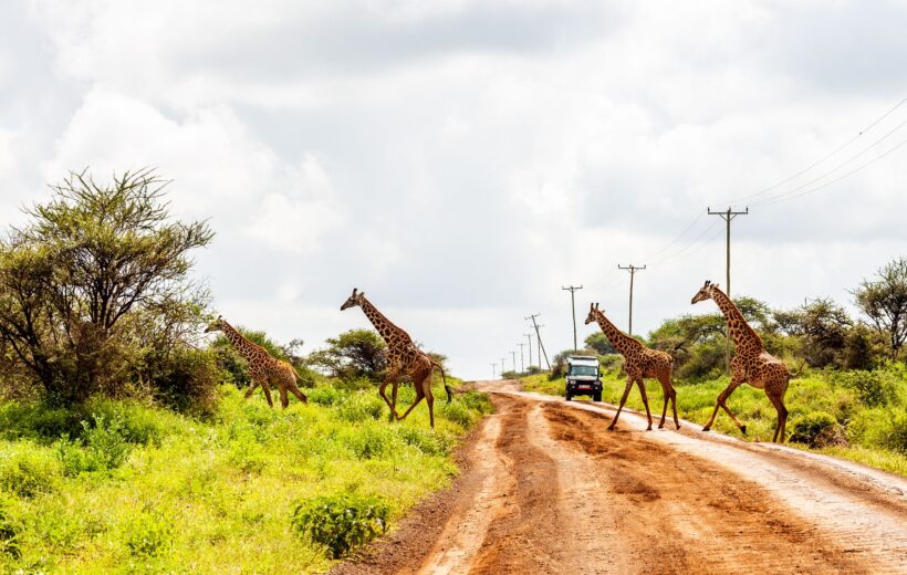 Kenya's Magnificent Safari: 8 Nights, 9 Days