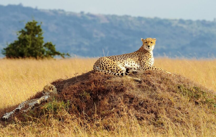 Naivasha & Maasai Mara Wild Experience
