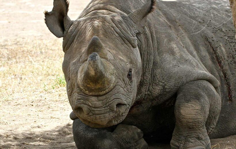 Porini Rhino Conservation Tour